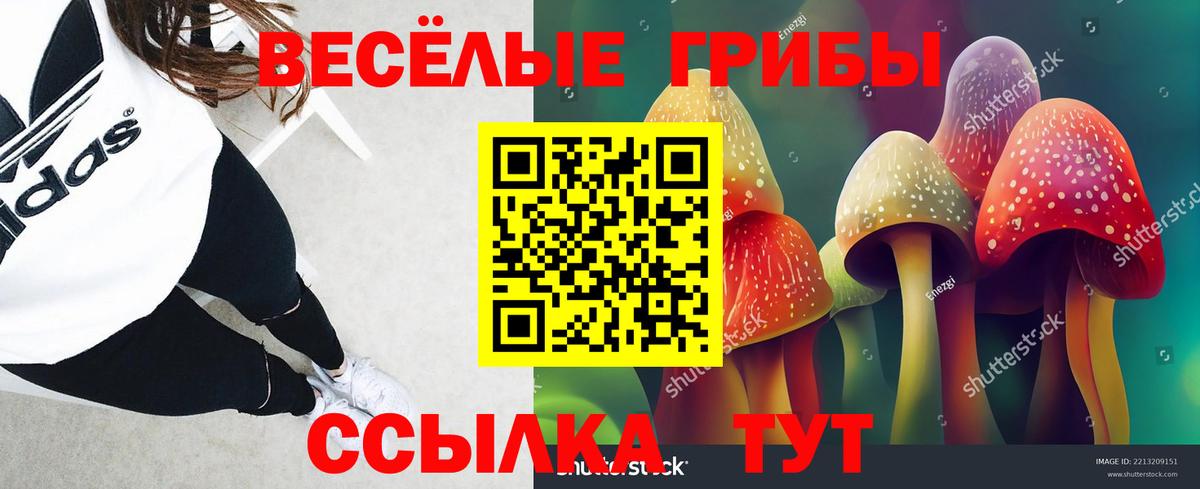 Псилоцибиновые грибы Psilocybe Топки